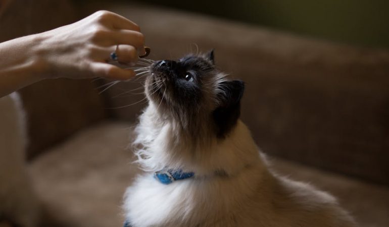 La préparation de la nourriture pour vos animaux de compagnie