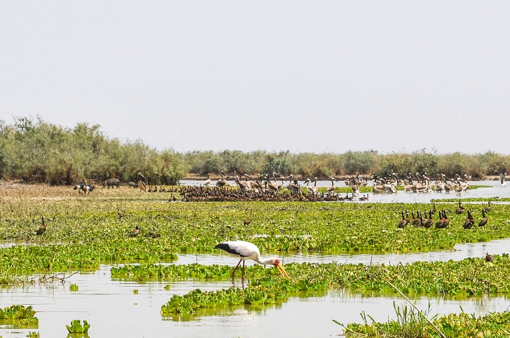 parc de djoudj senegal