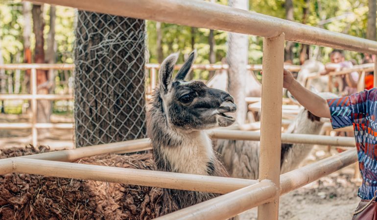 Qu’emporter pour la visite d’un parc animalier ?