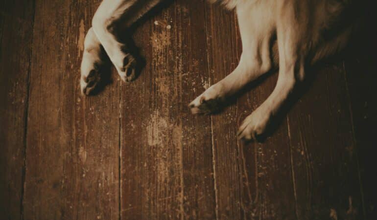 causes plaie patte chien